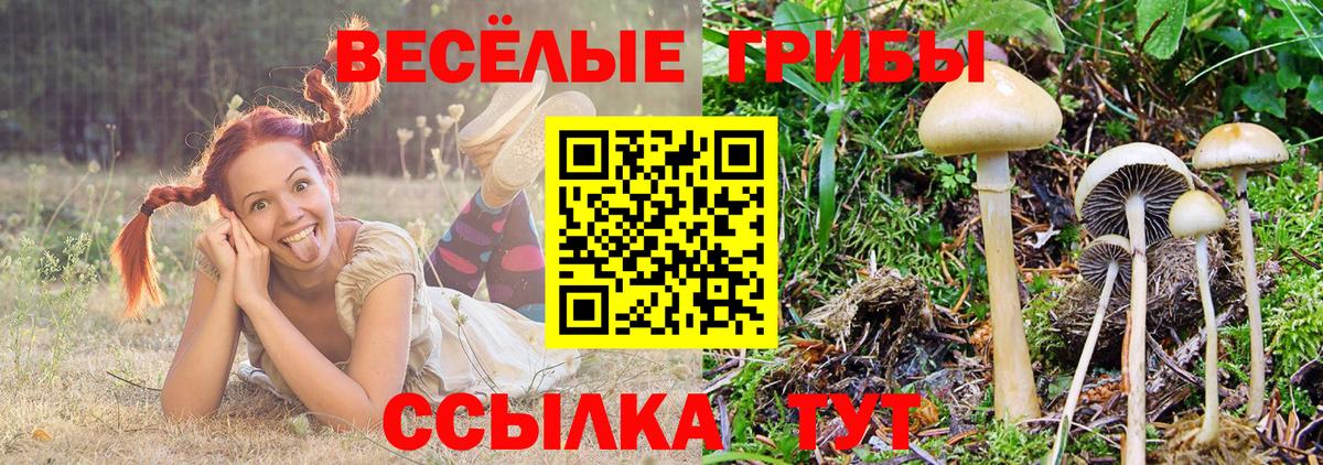 Брянск  Галлюциногенные грибы Psilocybine cubensis  Вход с VPN 